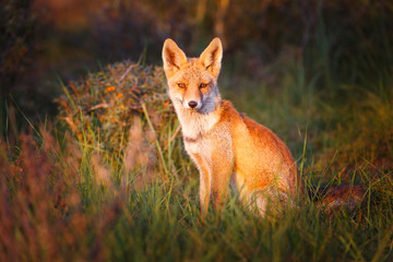 Naklejka na ściany i meble red fox in beautiful light