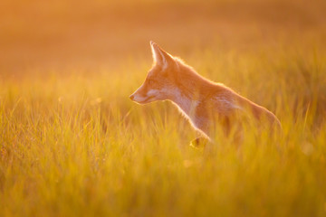Fototapeta premium red fox in beautiful light