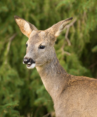 Fototapeta premium Deer (Capreolus capreolus) In the forest environment. Sweden.