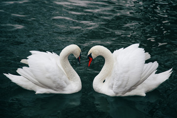 two white swans in love in a green lake