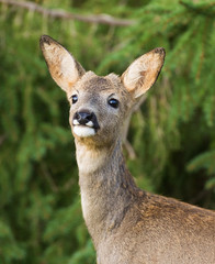 Deer , (Capreolus capreolus) In the forest environment. Sweden.