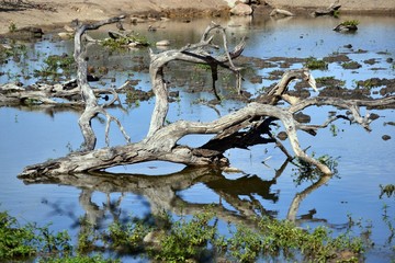 Water hole drying up