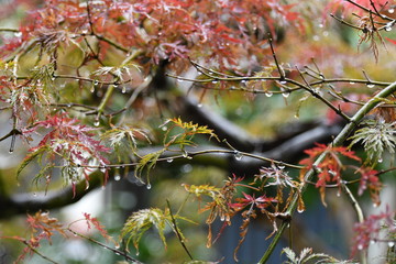 雨の日の木々たち