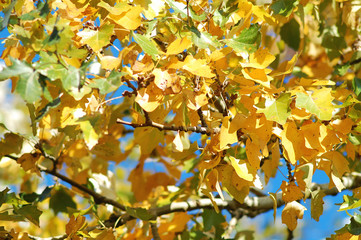 A poplar branch with autumn golden and green lush foliage on the background of blue sky.