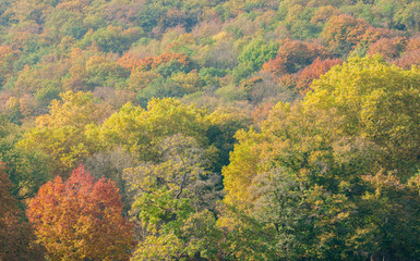 Fototapeta premium bunter herbstwald