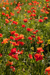 Poppies in sunny field