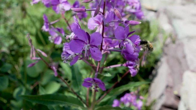 Slow motion close shot of bee enjoying some purple flowers