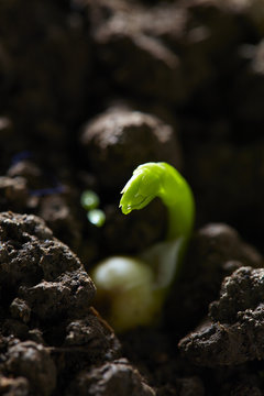bean seedling growing