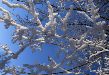 Branches with white rime on sunny day