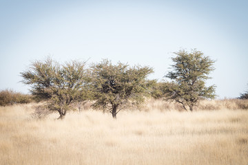 Aerial view of the trees standing in the Kalahari in South Africa 