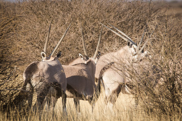 Small group of Mature Sable Antelope image in South Africa