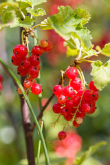 Closeup of ripe red currants on a branch. Selective focus. Shallow depth of field.