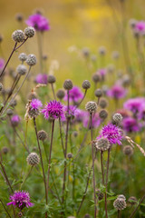 Thistles in a summer field