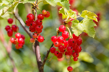 Closeup of ripe red currants on a branch. Selective focus. Shallow depth of field.