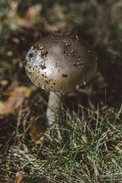 Field mushroom