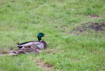 Mallards resting in the field