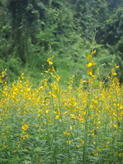 Fototapeta na wymiar Yellow flowers / Yellow garden flowers
