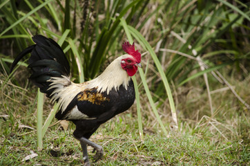 Colorful rooster on green natural backgrpund