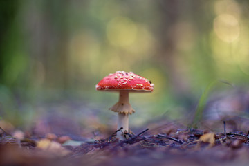 Amanita muscaria (fly agaric or fly amanita)