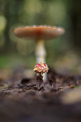Amanita muscaria (fly agaric or fly amanita)