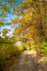 Obraz premium Scenic forest in autumn, landscape with road between trees with golden leaves