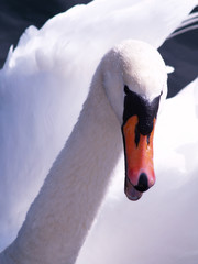 Swan