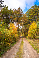 Fototapeta na wymiar Polish forest in autumn, scenic landscape with road between trees with yellow leaves