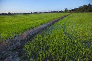 The field with the central ridge.