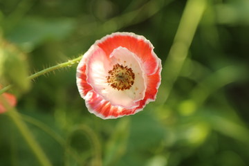 red/white poppy