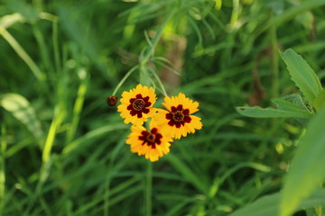 3 yellow flowers