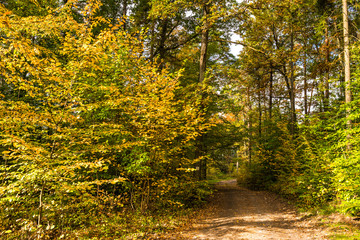Road through forest in autumn, landscape of trees with golden leaves