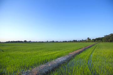 Obraz premium The field with the central ridge.