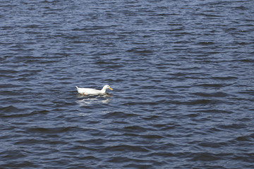 White ducks are swimming in the morning.