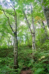 白神山地　世界遺産の径　ブナ林散策道