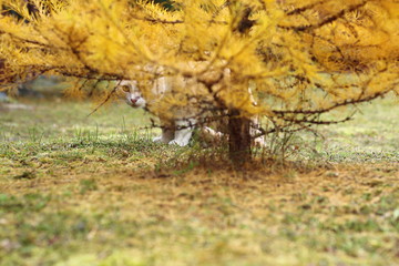 A cat in an autumn park watching from under the branches of larch. A red cat hidind behind the larch.