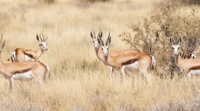 Close up image of springbucks in a nature reserve in South Africa 