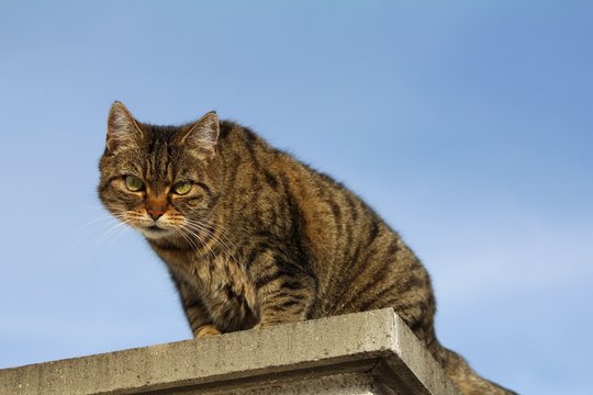 graugetigerte Katze auf Mauer