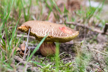 Mushroom