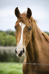 Chestnut horse in paddock