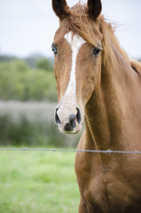 Chestnut Horse in Paddock
