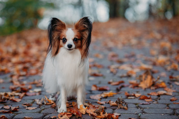 The cute dog with white brown hair is in the autumn covered with orange leaves of the park....