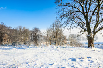 Landscape of winter park in snow and blue sky