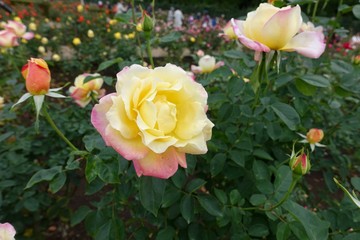 秋のバラ園