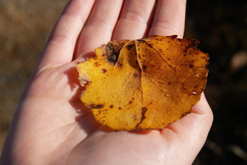 Leaf in hand - 177387404