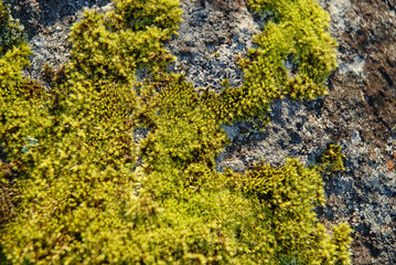 Moss