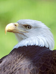 Head of mature Bald Eagle, looking back.