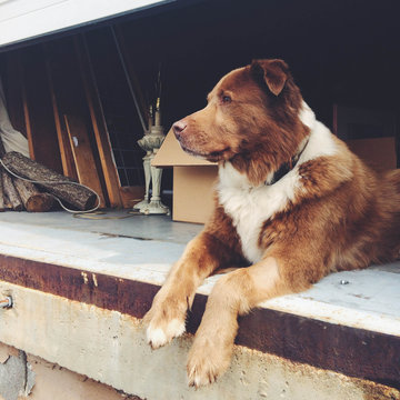 Shop dog at back gate