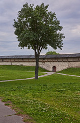 A deciduous tree against the background of the fortress wall of the Pskov Kremlin/Before the wall of the Pskov Kremlin grows a deciduous tree with a round crown. Russia, Pskov.