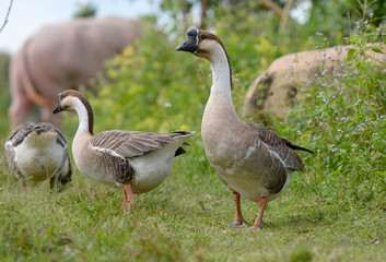 Goose
