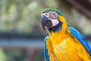 Blue and gold macaw bird.